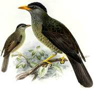 Seychelles Bulbul