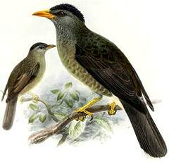 Bulbul merle