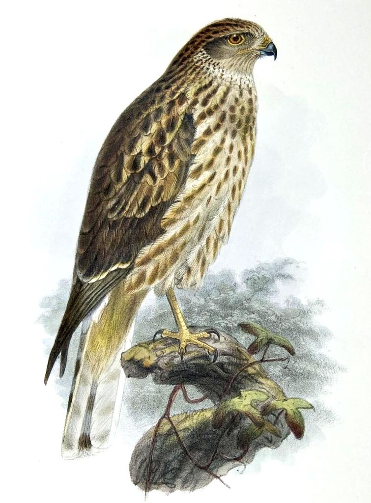 Pied Harrier