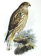 Pied Harrier