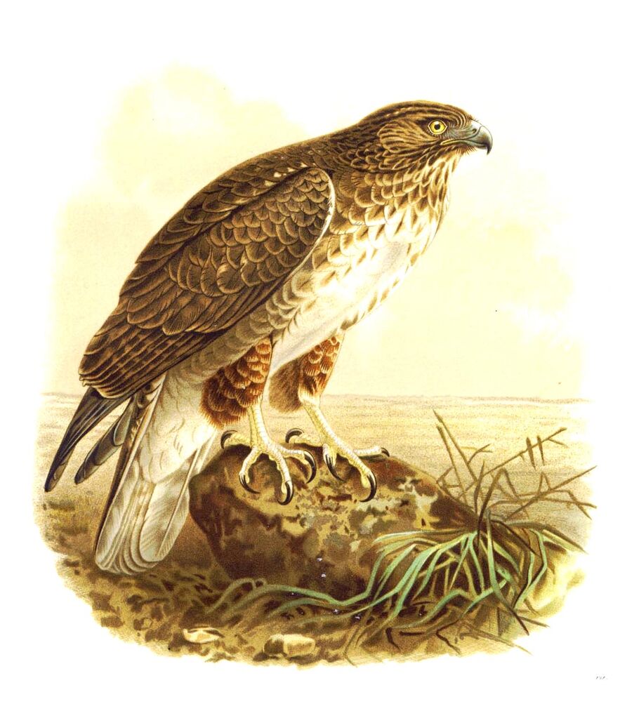 Madagascan Buzzard