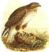 Madagascar Buzzard