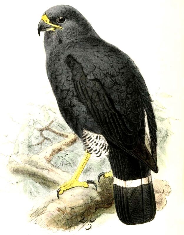 Plumbeous Hawk