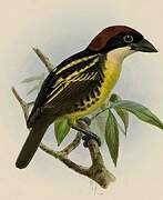 Five-colored Barbet