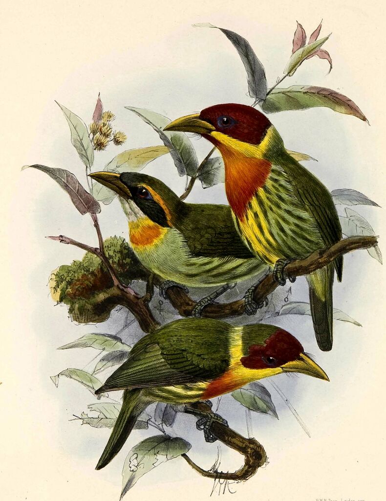 Lemon-throated Barbet