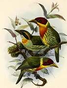 Lemon-throated Barbet