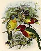 Red-headed Barbet