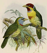 Versicolored Barbet