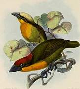 Scarlet-crowned Barbet