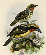 Black-spotted Barbet