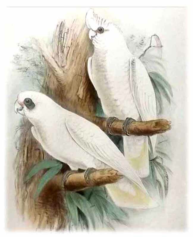 Western Corella