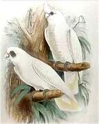 Western Corella