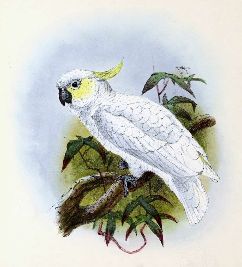 Yellow-crested Cockatoo