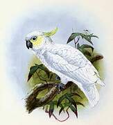 Yellow-crested Cockatoo