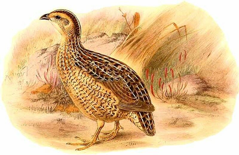 Brown Quail (australis)