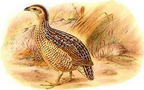 Brown Quail (australis)