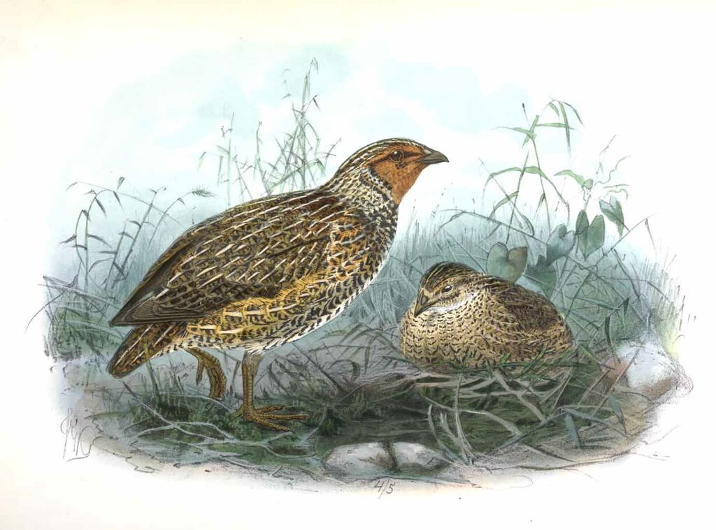 New Zealand Quail