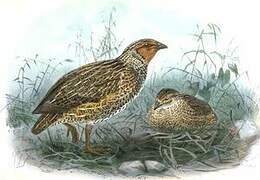 New Zealand Quail