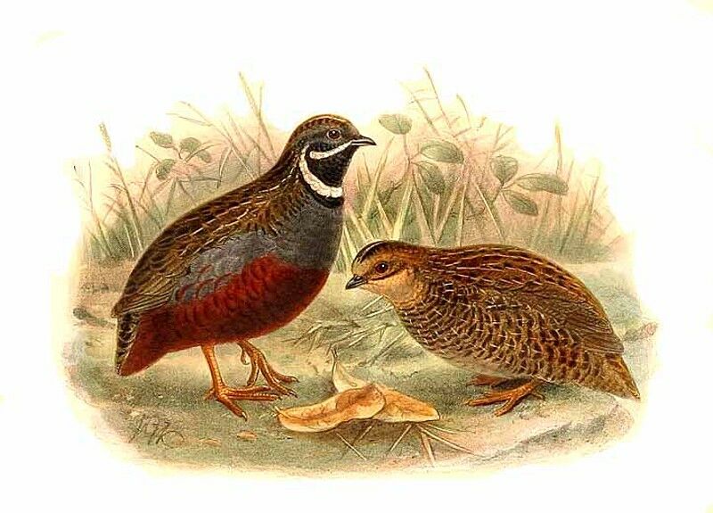 King Quail