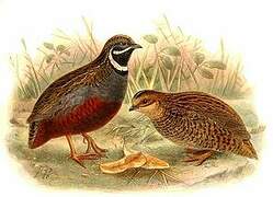 King Quail