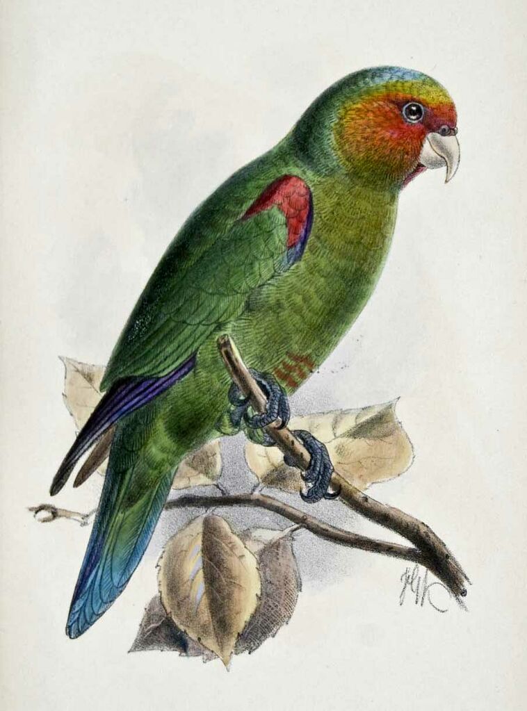 Red-faced Parrot