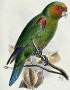 Red-faced Parrot