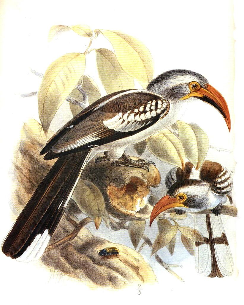 Northern Red-billed Hornbill