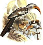 Northern Red-billed Hornbill