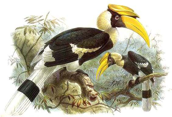 Great Hornbill