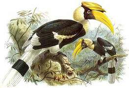 Great Hornbill