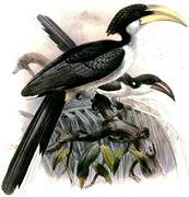 Sri Lanka Grey Hornbill