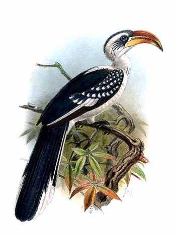 Jackson's Hornbill