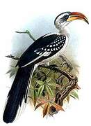 Jackson's Hornbill