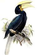 Palawan Hornbill