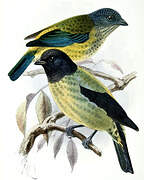 Black-headed Tanager