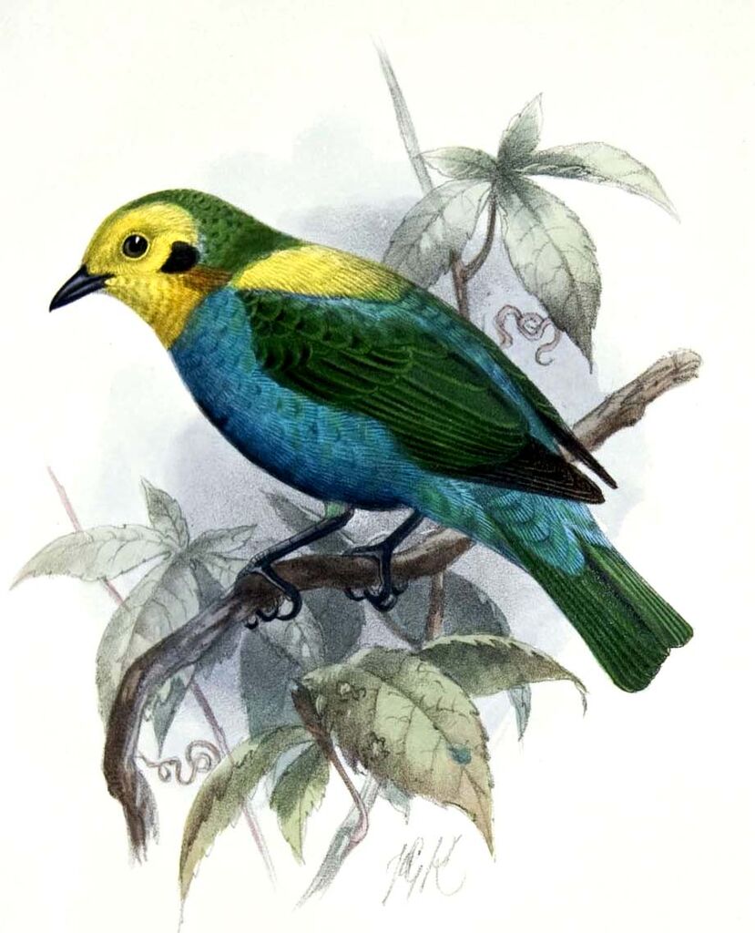 Multicolored Tanager