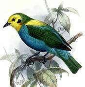 Multicolored Tanager