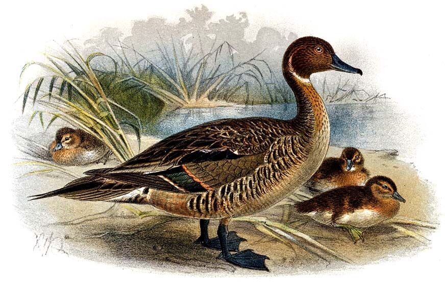 Eaton's Pintail