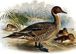 Eaton's Pintail