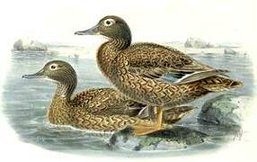Laysan Duck