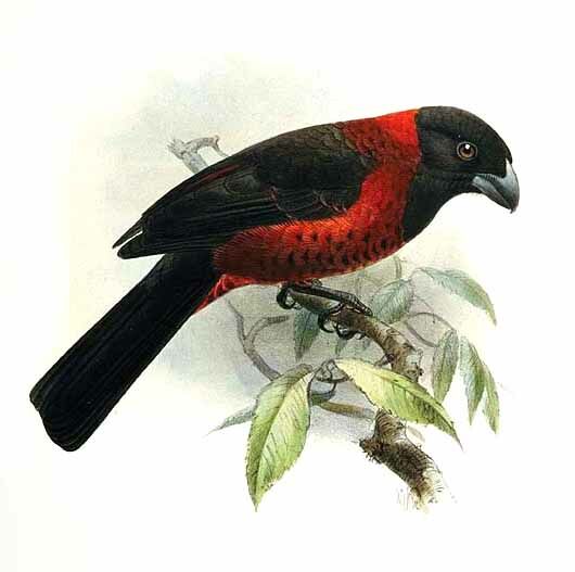 Crimson-collared Grosbeak