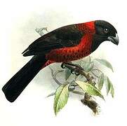 Crimson-collared Grosbeak