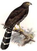 Collared Forest Falcon