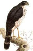 Slaty-backed Forest Falcon