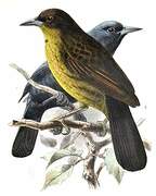 Unicolored Blackbird