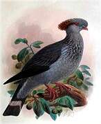 Topknot Pigeon