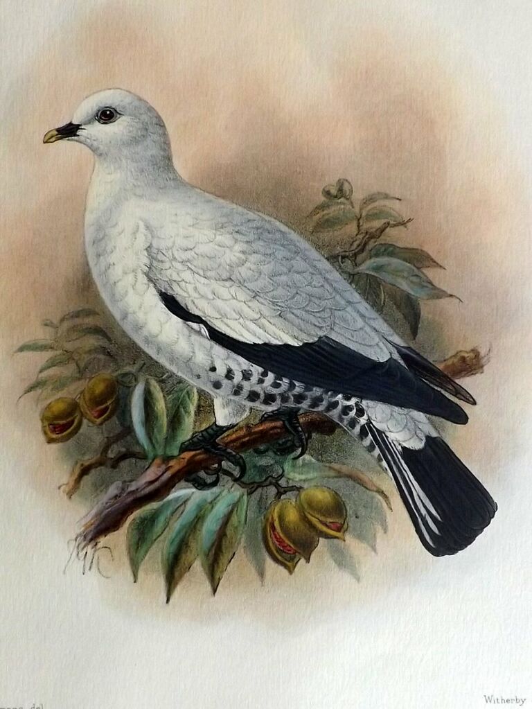 Torresian Imperial Pigeon