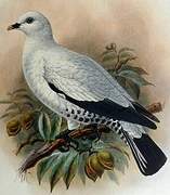 Torresian Imperial Pigeon