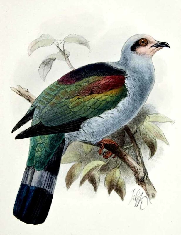 Mindoro Imperial Pigeon