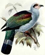 Mindoro Imperial Pigeon